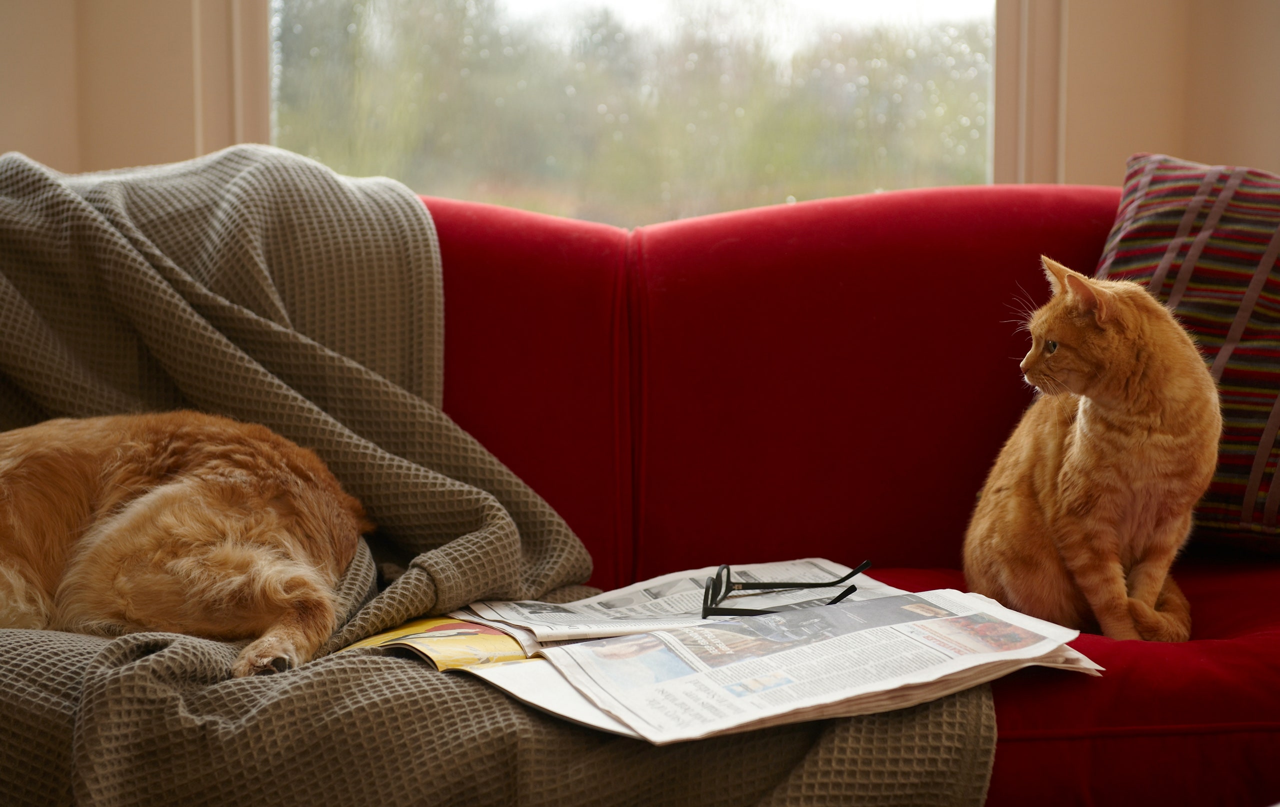 CatDog