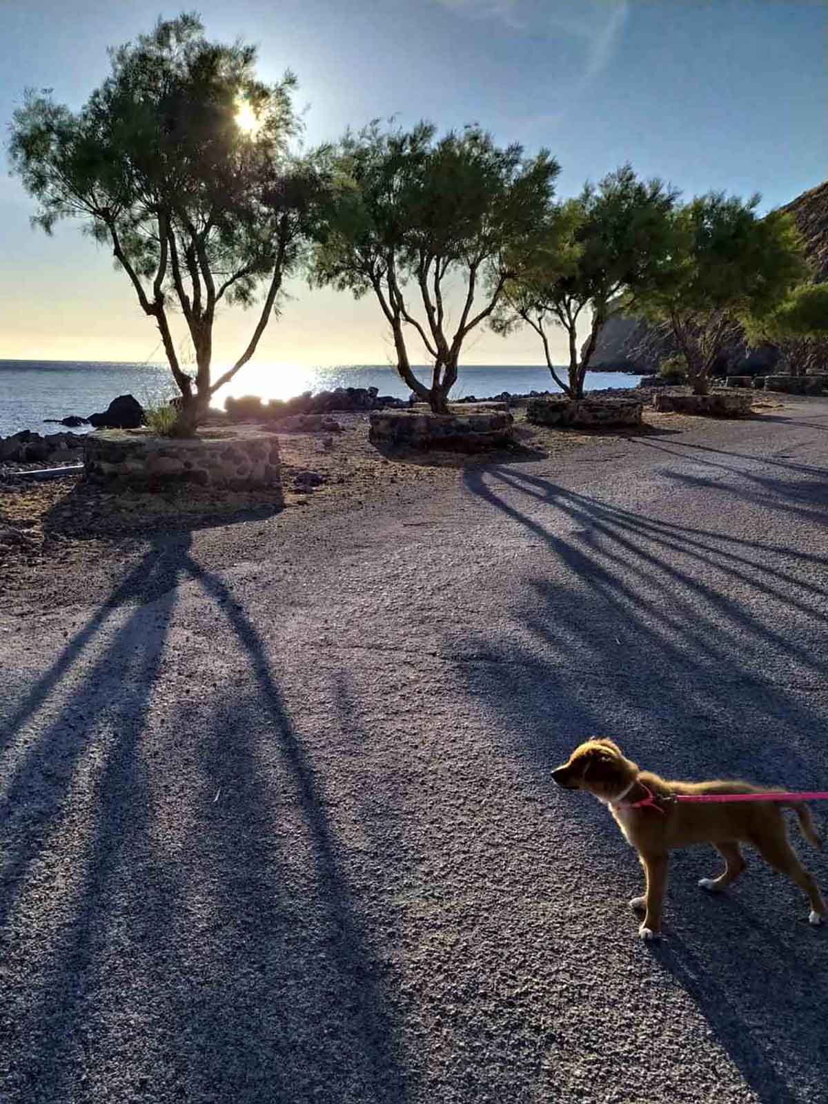 Μαρία Ν. Ο ήλιος η σκιά και ο σκύλος