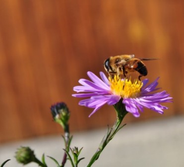 bee on a flower 