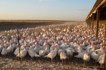 chicken1 