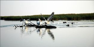 delta evrou600 03 69445 I99L5X