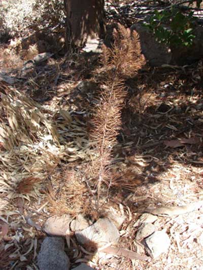 dasaki-apo3