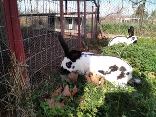 Έλεος! Κλέψανε κουνέλια από συμπατριώτη μας. Προσοχή είναι άρρωστα